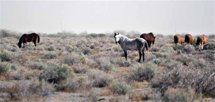 mustangs
